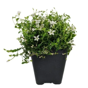 Alpine White Star Creeper Live Plant - Isotoma - 2.5 inch Pot - Outdoor Groundcover - Image 1