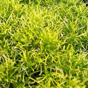 Alternanthera Gold Threads Live Plant – 2.5" Pot – Indoor/Outdoor Foliage - Image 2