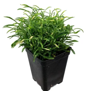 Alternanthera Gold Threads Live Plant – 2.5" Pot – Indoor/Outdoor Foliage - Image 1