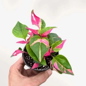 Alternanthera Part Time Live Plant - Set of 2 Starter Plants, 3-6