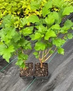 Althea Rose of Sharon Live Plant – Quart Pot – 10-18 inches Tall – Outdoor Shrub - Image 9