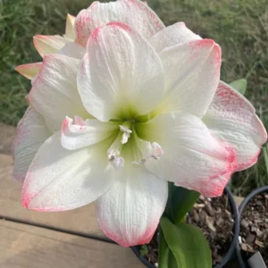 Amadeus Amaryllis Bulbs – Double Pink/Red Blooms – 28/32 cm Bulb - Image 3