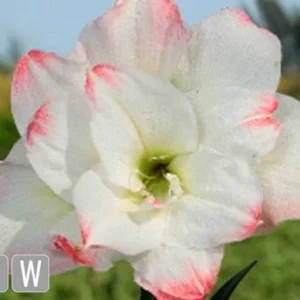 Amadeus Amaryllis Bulbs – Double Pink/Red Blooms – 28/32 cm Bulb - Image 1