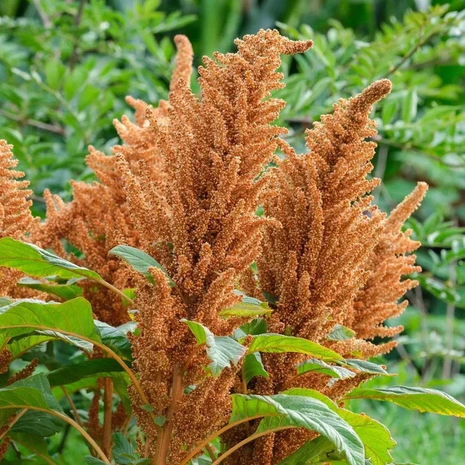 Amaranthus 'Hot Biscuits' Flower Seeds - 500+ Count - Outdoor Perennial - Image 2