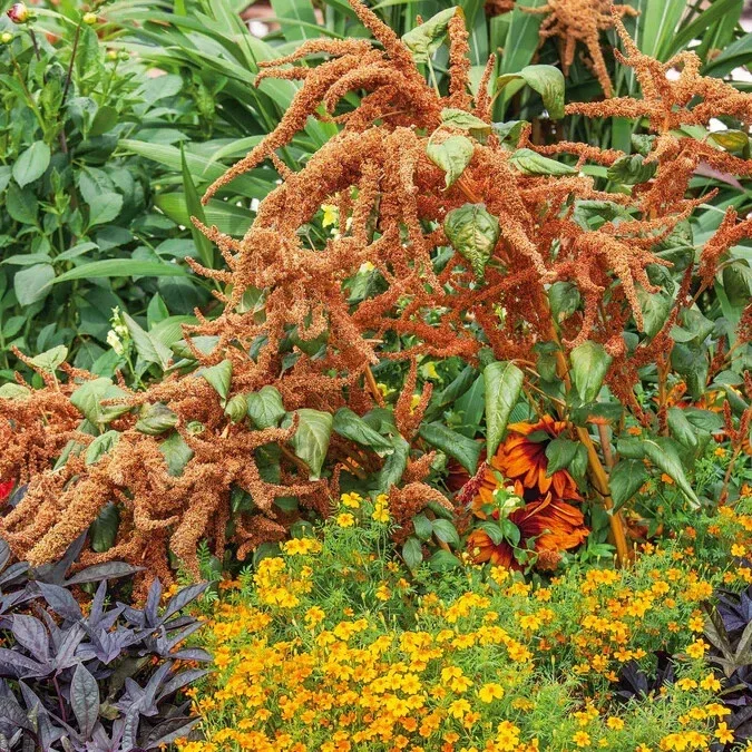 Amaranthus 'Hot Biscuits' Flower Seeds - 500+ Count - Outdoor Perennial - Image 3