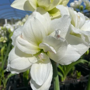 Amaryllis Alasca Bulb - White & Red Double Trumpet Flowers - 24/26cm Bulb for Winter Forcing - Image 3