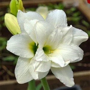 Amaryllis Alasca Bulb - White & Red Double Trumpet Flowers - 24/26cm Bulb for Winter Forcing - Image 1