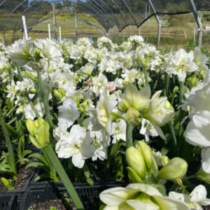 Amaryllis Alasca Bulb - White & Red Double Trumpet Flowers - 24/26cm Bulb for Winter Forcing - Image 5