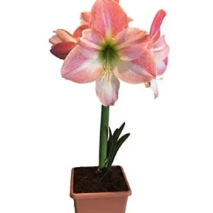 Amaryllis Apple Blossom Bulb Kit - 26/28 cm Bulb, Pot & Saucer, Indoor Plant - Image 2
