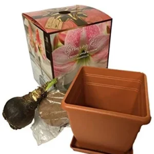 Amaryllis Apple Blossom Bulb Kit - 26/28 cm Bulb, Pot & Saucer, Indoor Plant - Image 3