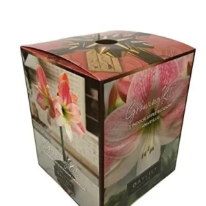 Amaryllis Apple Blossom Bulb Kit - 26/28 cm Bulb, Pot & Saucer, Indoor Plant - Image 1