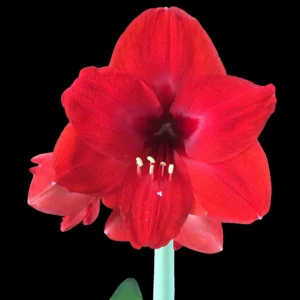 Amaryllis Big Red Lion Growing Kit - Bulb, Rustic Pot, Growing Medium - Indoor - Image 2
