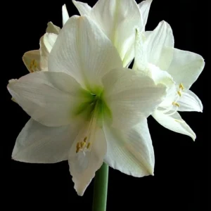 Amaryllis Bulb - Huge 34/36 cm for Forcing - Indoor/Outdoor Flowers - Image 2