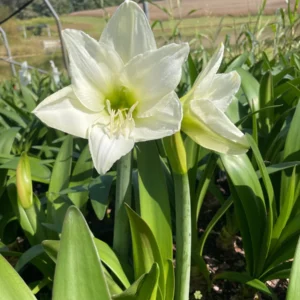 Amaryllis Bulb - Huge 34/36 cm for Forcing - Indoor/Outdoor Flowers - Image 4