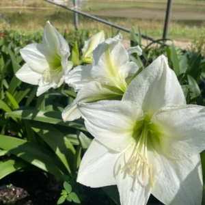 Amaryllis Bulb - Huge 34/36 cm for Forcing - Indoor/Outdoor Flowers - Image 5