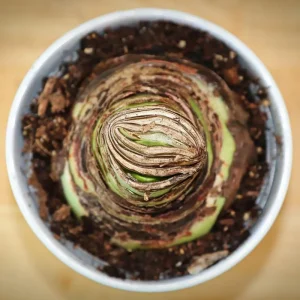 Amaryllis Bulb Kit White Christmas - Large 26/28cm Bulb with Pot & Soil - Image 3