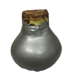 Amaryllis Bulb Silver Waxed 28/30 - No Water Indoor Plant - Image 2