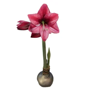 Amaryllis Bulb Silver Waxed 28/30 - No Water Indoor Plant - Image 1
