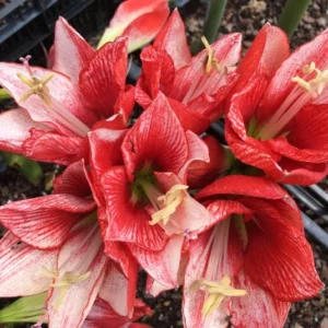 Amaryllis Charisma Bulb Gift Set - Easy Grow Indoor Plant, Red & White Blooms - Image 4