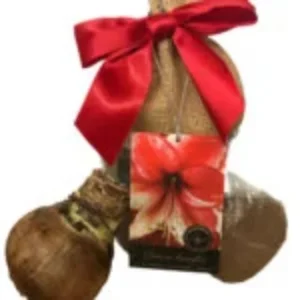 Amaryllis Charisma Bulb Growing Kit with Gold Tin Pot – Indoor Plant Gift - Image 2