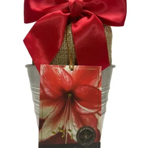 Amaryllis Charisma Bulb Growing Kit with Rustic Tin Pot - Image 1