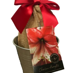 Amaryllis Charisma Growing Kit - Bulb, Rustic Pot & Medium - Indoor Plant - Image 1