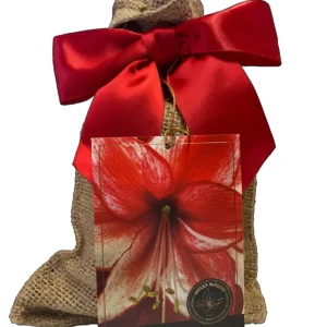 Amaryllis Charisma Growing Kit - Red & White Striped Bulb, Ceramic Pot, Indoor - Image 2