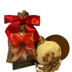 Amaryllis Charisma Growing Kit - Red & White Striped Bulb, Ceramic Pot, Indoor - Image 3