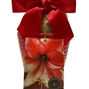 Amaryllis Charisma Growing Kit - Red & White Striped Bulb, Ceramic Pot, Indoor - Image 1