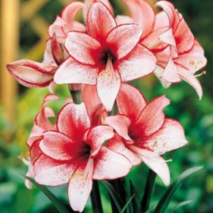 Amaryllis Charisma Growing Kit - Red & White Striped Bulb, Ceramic Pot, Indoor - Image 4