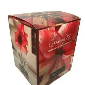 Amaryllis Charisma Indoor Kit - Deep Red Bulb - Easy Grow Houseplant - Image 1