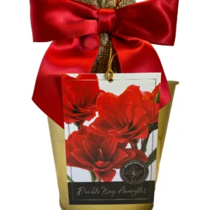 Amaryllis Double King Bulb Growing Kit - Gold Tin Pot, Professional Medium, 14-16cm Bulb, Indoor - Image 1