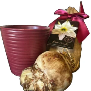 Amaryllis Gift Growing Kit with Large Size 26-28 Bulb & Ceramic Pot - Image 2