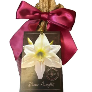 Amaryllis Gift Growing Kit with Large Size 26-28 Bulb & Ceramic Pot - Image 1