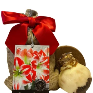 Amaryllis Growing Kit - Sparticus Bulb, Rustic Pot - Indoor Plant Gift - Image 2