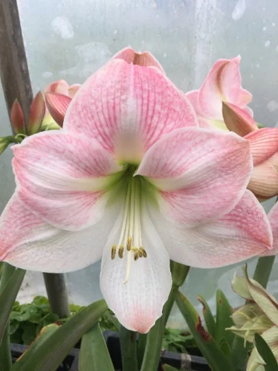 Amaryllis Growing Kit with White Ceramic Pot, Cherry Blossom Bulb, & Medium, Indoor - Image 3