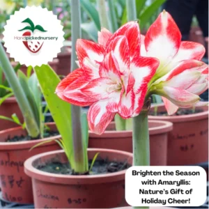 Amaryllis Minerva Bulb - Size 36/38 cm - Vibrant Winter Blooms - Indoor/Outdoor - Image 2