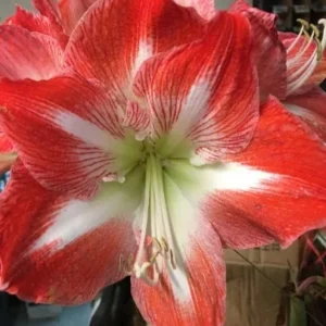Amaryllis Minerva Growing Kit - Red & White Striped Flower Bulb with Rustic Pot - Indoor Plant - Image 3