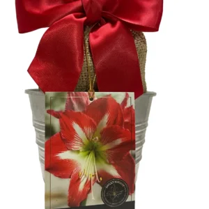Amaryllis Minerva Growing Kit - Red & White Striped Flower Bulb with Rustic Pot - Indoor Plant - Image 1