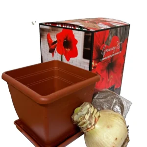 Amaryllis Red Lion Growing Kit - Bulb, Pot, Soil - Indoor Red Flower - Image 2