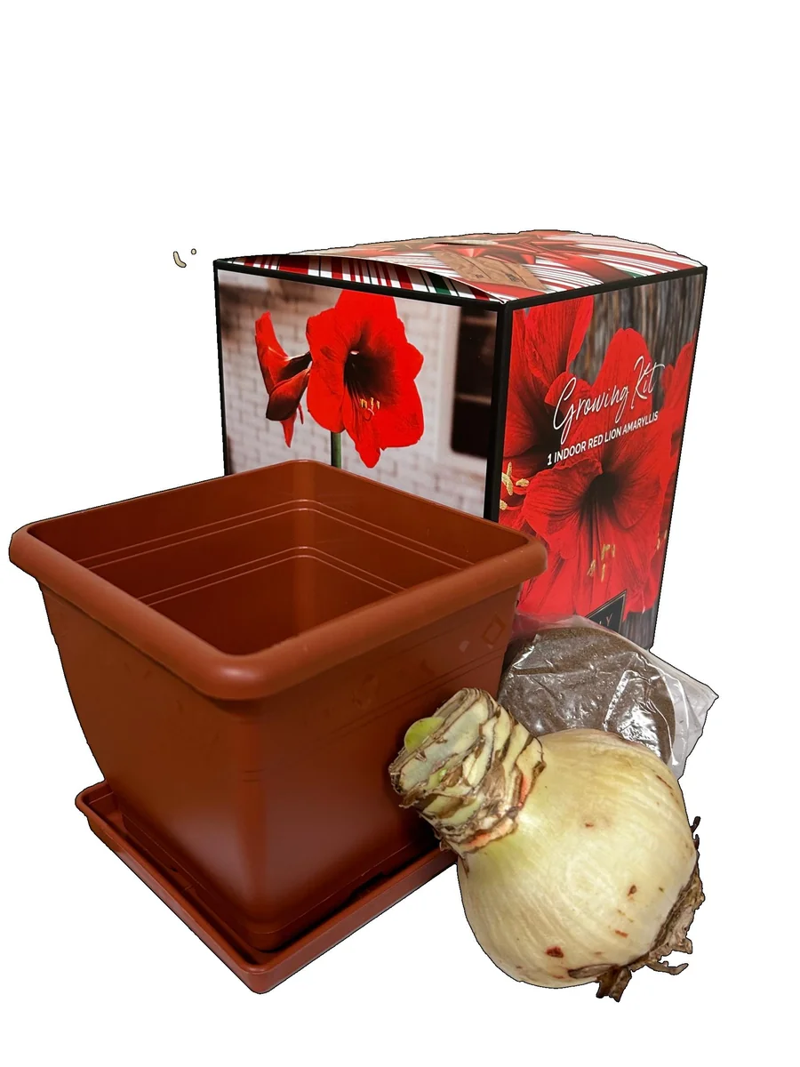 Amaryllis Red Lion Growing Kit - Bulb, Pot, Soil - Indoor Red Flower - Image 2