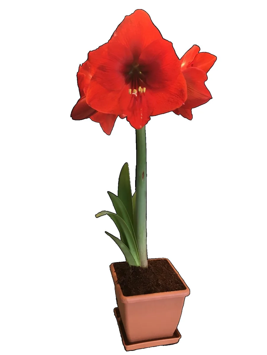Amaryllis Red Lion Growing Kit - Bulb, Pot, Soil - Indoor Red Flower - Image 3