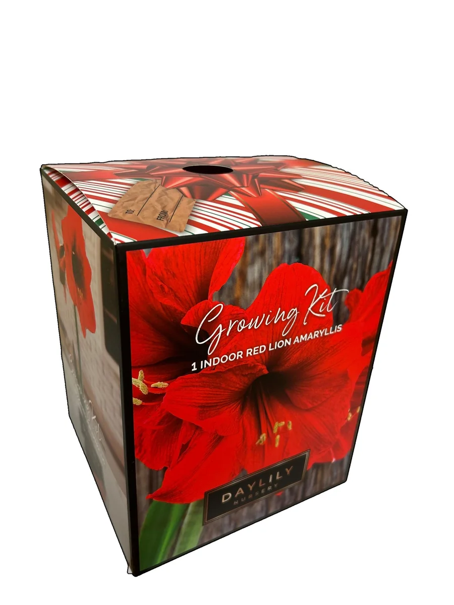 Amaryllis Red Lion Growing Kit - Bulb, Pot, Soil - Indoor Red Flower - Image 1