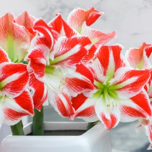 Amaryllis Spartacus Kit - Red & White Indoor Flowering Bulb Plant - 20-24 Inches Tall - Image 3