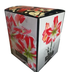 Amaryllis Spartacus Kit - Red & White Indoor Flowering Bulb Plant - 20-24 Inches Tall - Image 1