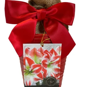 Amaryllis Sparticus Growing Kit with Red Ceramic Pot & Large Bulb | Indoor - Image 1