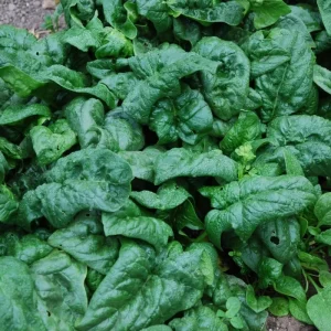 America Spinach Seeds - Non-GMO, Heat Tolerant, Smooth Leaf Vegetable Seeds - Image 2