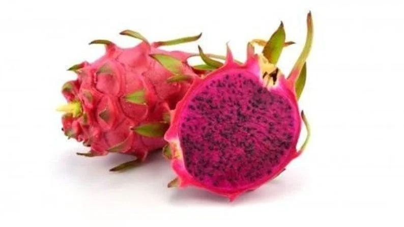 American Beauty Dragon Fruit Live Plant - 1 Ft Tall - 6" Pot - Edible Fruit - Image 3