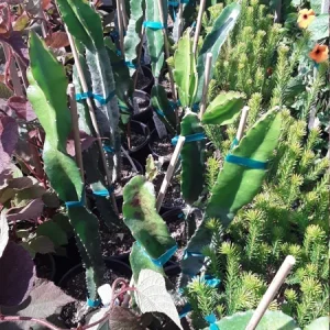 American Beauty Dragon Fruit Live Plant - 1 Ft Tall - 6" Pot - Edible Fruit - Image 1