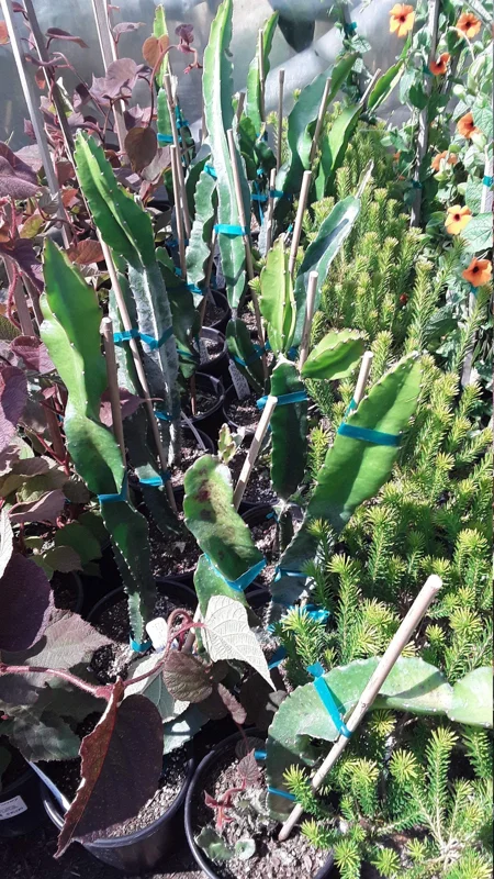 American Beauty Dragon Fruit Live Plant - 1 Ft Tall - 6" Pot - Edible Fruit - Image 1